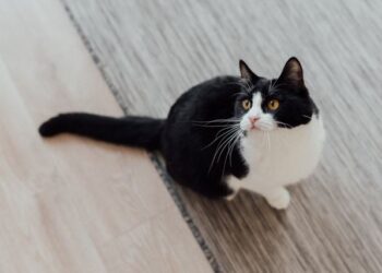 Ciência descobre por que alguns gatos têm manchas pretas ao redor dos olhos