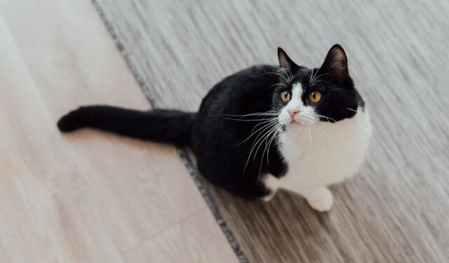Ciência descobre por que alguns gatos têm manchas pretas ao redor dos olhos