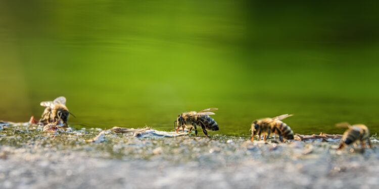 Os erros que podem deixar um ataque de abelhas ainda mais perigoso para a vítima