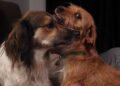Limpar o chão pode não ser suficiente para acabar com o cheiro de cachorro dentro de casa