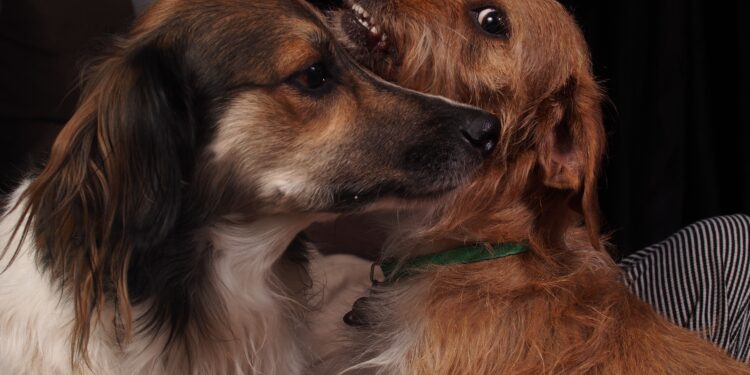 Limpar o chão pode não ser suficiente para acabar com o cheiro de cachorro dentro de casa
