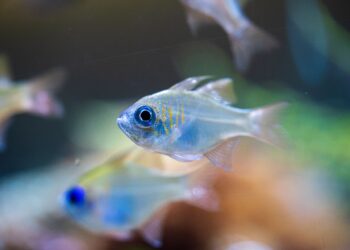 E se a IA conseguisse traduzir o que os animais estão dizendo? Pesquisadores estão perto de conseguir