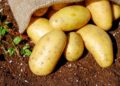 Dica infalível de armazenamento de batatas para acabar com os brotos de uma vez por todas