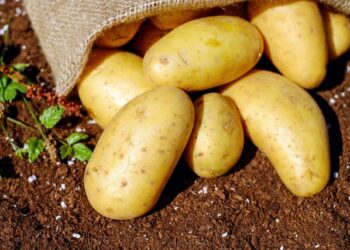 Dica infalível de armazenamento de batatas para acabar com os brotos de uma vez por todas
