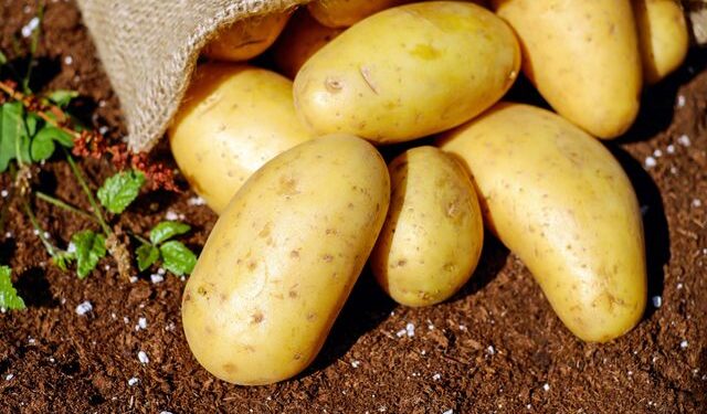 Dica infalível de armazenamento de batatas para acabar com os brotos de uma vez por todas