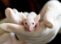 Camundongos passam a ter até metade do cérebro formada por neurônios humanos