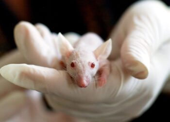 Camundongos passam a ter até metade do cérebro formada por neurônios humanos