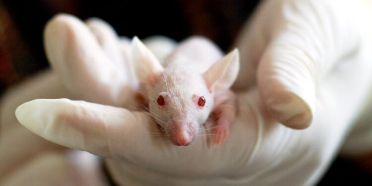Camundongos passam a ter até metade do cérebro formada por neurônios humanos