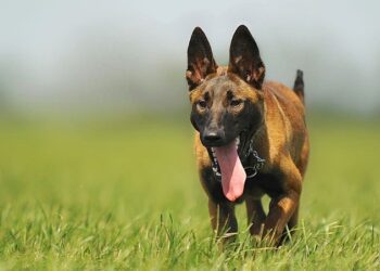 O cachorro que parece incansável faz veterinário dizer que ele é uma “máquina”