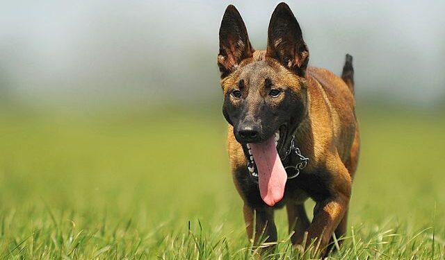 O cachorro que parece incansável faz veterinário dizer que ele é uma “máquina”