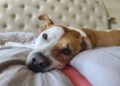 Casa com cheiro de cachorro? Especialista revela o que fazer com caminhas, brinquedos e sofás