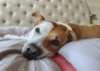 Casa com cheiro de cachorro? Especialista revela o que fazer com caminhas, brinquedos e sofás