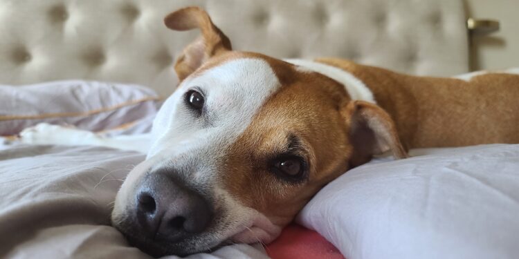 Casa com cheiro de cachorro? Especialista revela o que fazer com caminhas, brinquedos e sofás