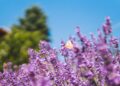 Quem quer trazer boas energias para casa pode apostar nestas 4 flores fáceis de cultivar