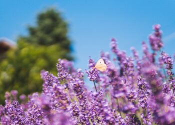 Quem quer trazer boas energias para casa pode apostar nestas 4 flores fáceis de cultivar