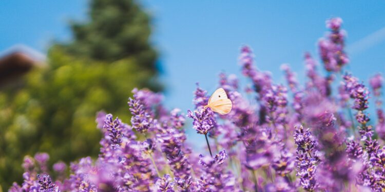Quem quer trazer boas energias para casa pode apostar nestas 4 flores fáceis de cultivar