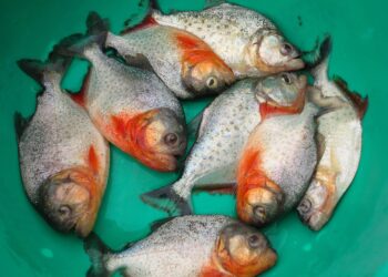 Piranhas empalhadas ajudaram padre italiano