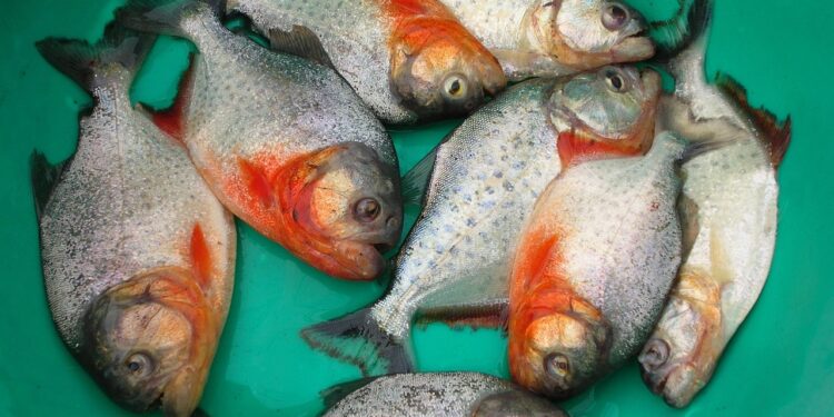 Piranhas empalhadas ajudaram padre italiano