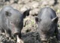 Porcos deixados alimentar náufragos sobreviveram