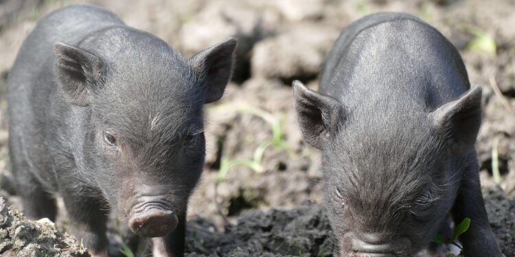 Porcos deixados alimentar náufragos sobreviveram