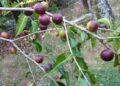 Conhecida fora amazônia fruta brasileira