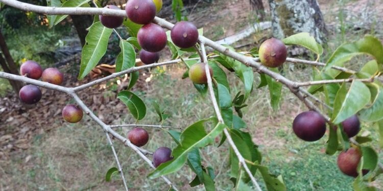 Conhecida fora amazônia fruta brasileira