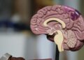 Novo estudo sugere que o cérebro humano é formado por duas partes com funções surpreendentemente distintas