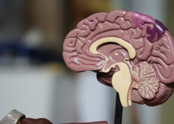 Novo estudo sugere que o cérebro humano é formado por duas partes com funções surpreendentemente distintas