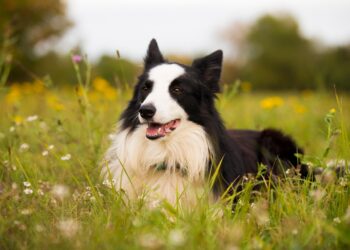 Veterinário explica border collie sofrer