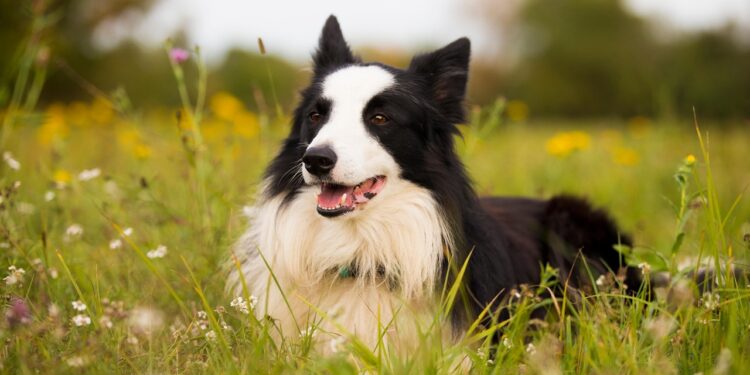 Veterinário explica border collie sofrer
