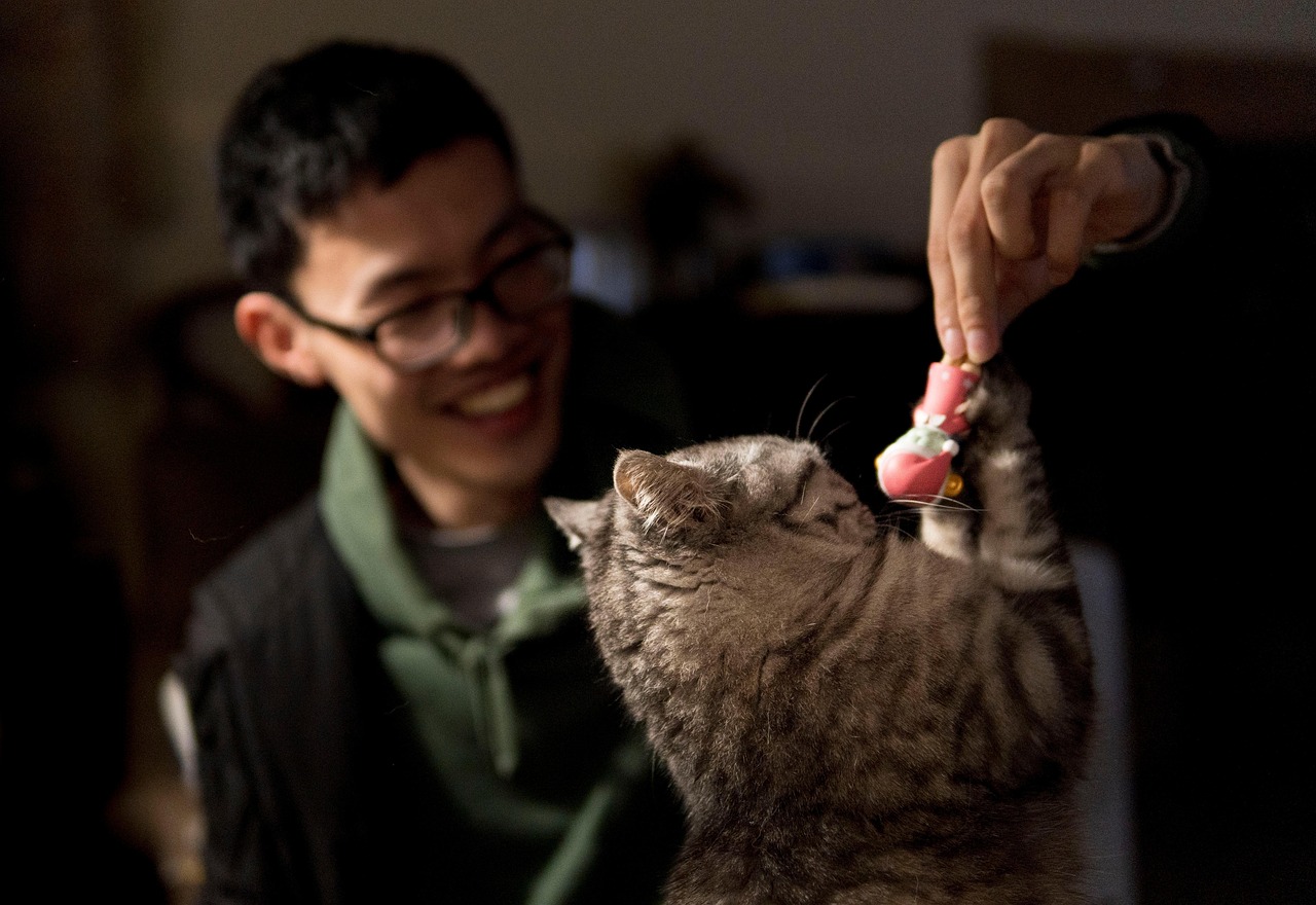 homem, gato, bicho de estimação, brincando com um gato, felino, natureza, animal