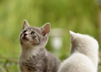 Veterinários explicam gatos escolher favorita