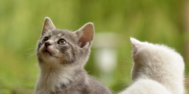 Veterinários explicam gatos escolher favorita