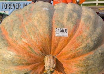 Abóbora quilos cultivada estados unidos