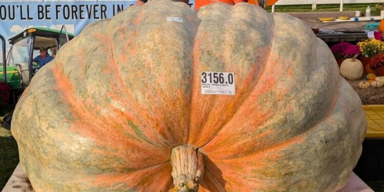 Abóbora quilos cultivada estados unidos