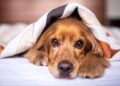 Cachorro dormindo cama faz descansar