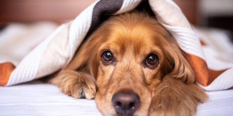 Cachorro dormindo cama faz descansar