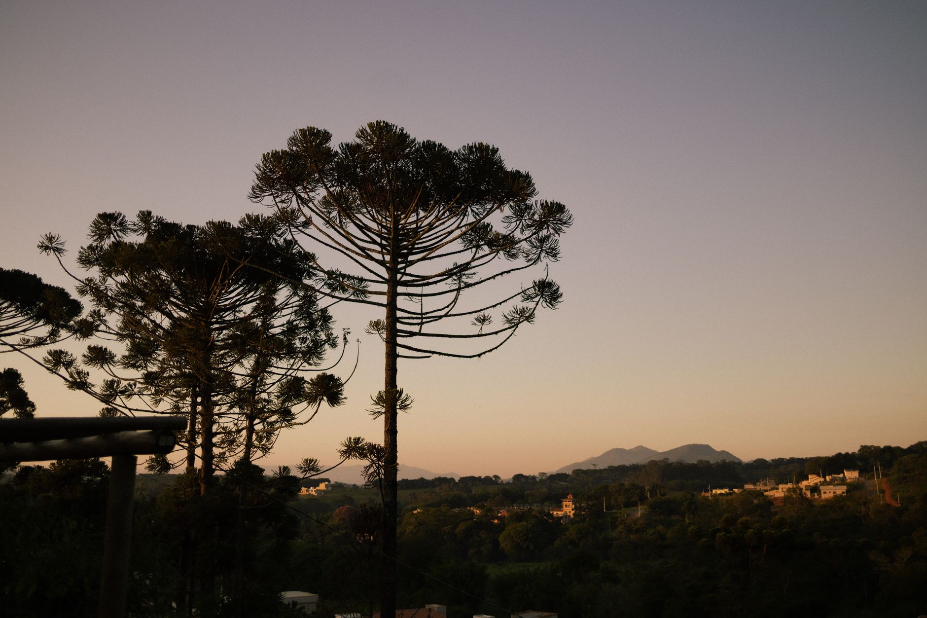 Paisagem ao entardecer, destacando árvores de araucária contra um céu sereno em um ambiente suburbano.