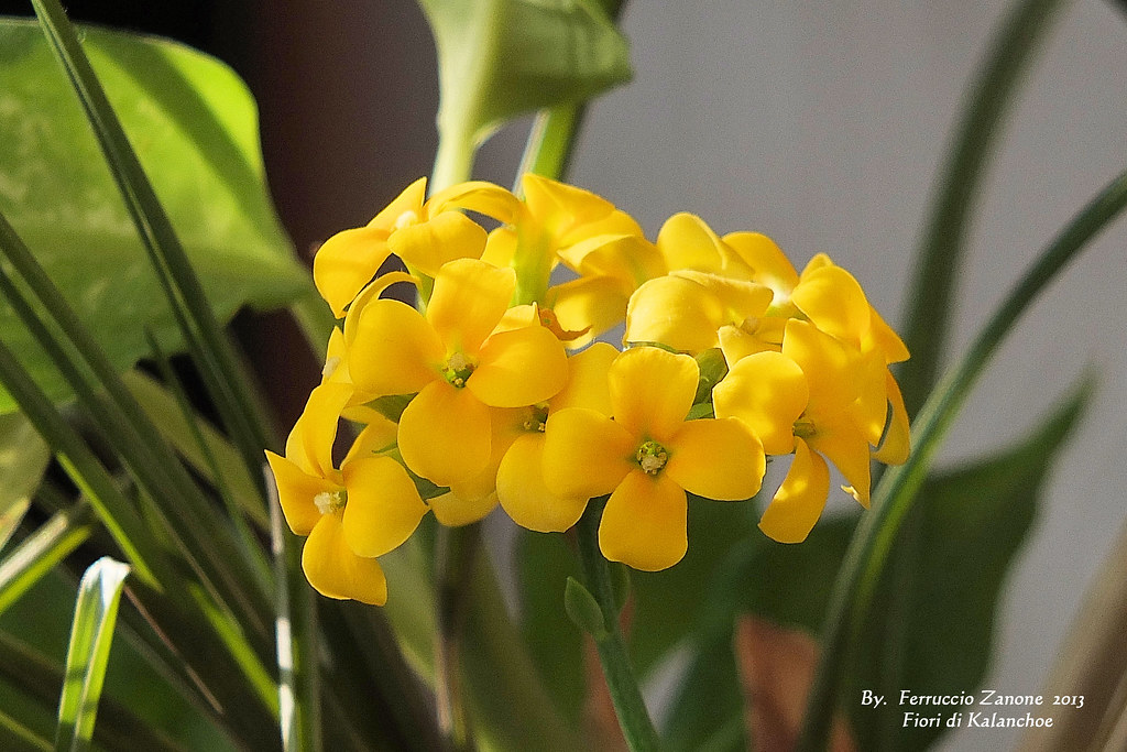 Kalanchoe, piante del sorriso