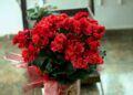 Planta manter flores tempo segredo