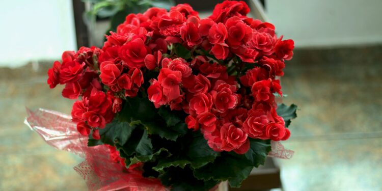 Planta manter flores tempo segredo