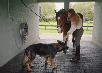 Fazenda quase milhões gisele bündchen