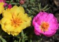 Flores resistem sol ajudam criar