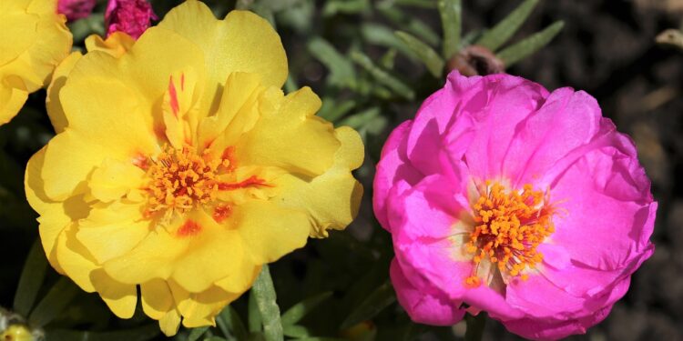 Flores resistem sol ajudam criar