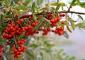 Fruta conhecida mata atlântica casca