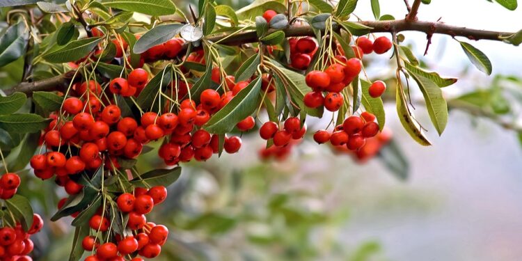 Fruta conhecida mata atlântica casca