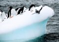 Milhões pinguins antártida contribuir emissões