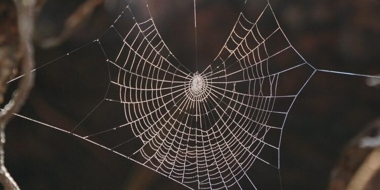 Picada aranha sintomas indicar vítima
