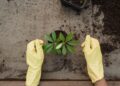 Planta venda distribuição uso proibidos