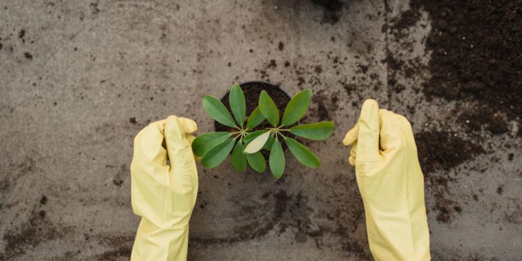 Planta venda distribuição uso proibidos